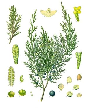 Lexikon: Sadebaum (Juniperus sabina)
