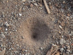 Lexikon: Einige Ameisenlöwenarten fangen Ameisen mit Hilfe von Trichtern, welche sie in sandigen Boden höhlen.